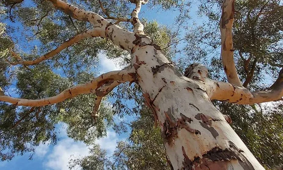 Bushfire vegetation work: check eligibility before clearing.