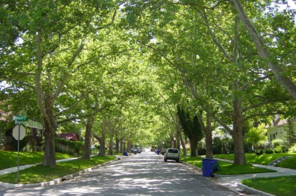 Checking tree rules in Ku-ring-gai and Willoughby.