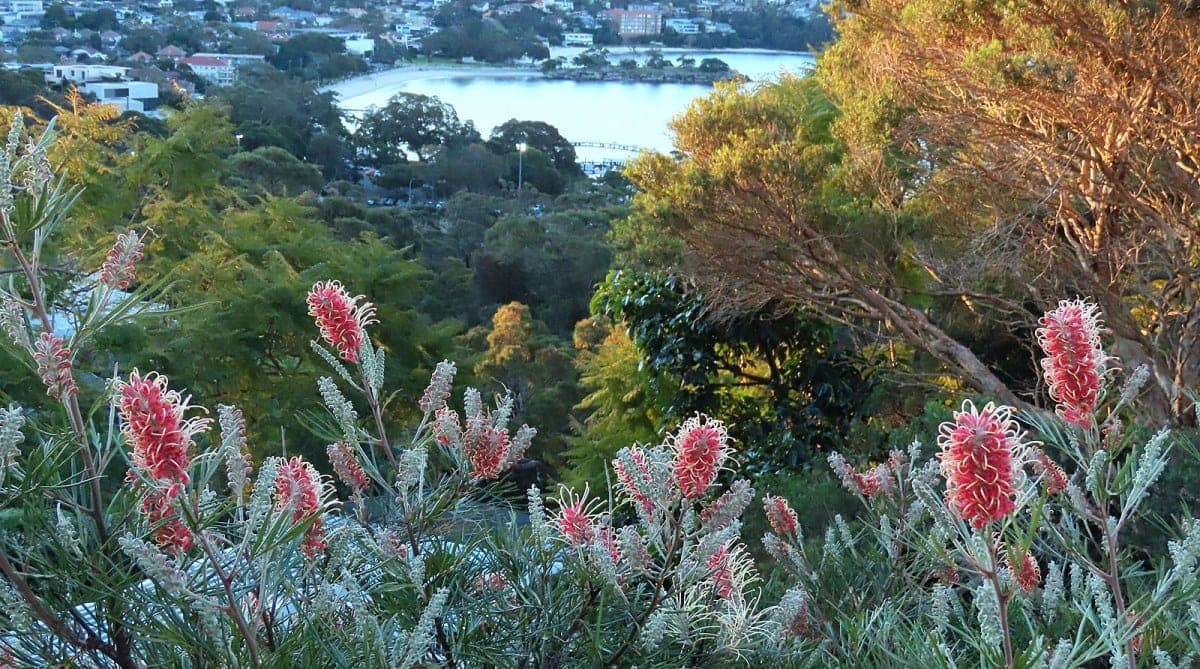 Choosing a tree for a Lower North Shore property.