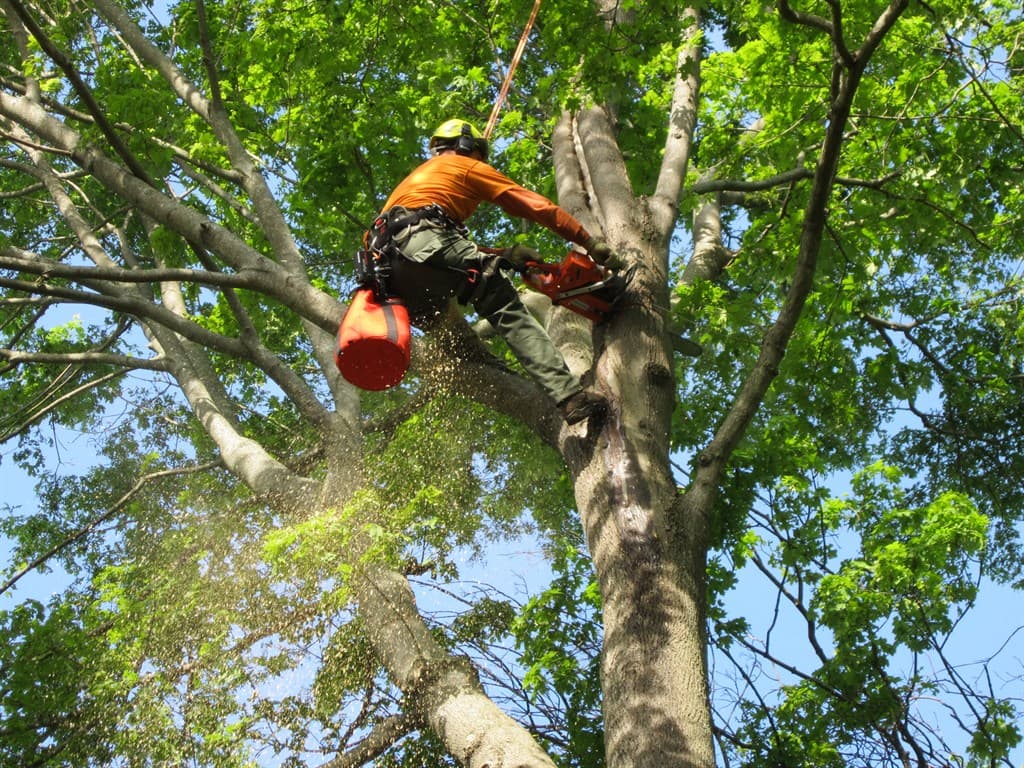 How to check tree-removal rules for your property.