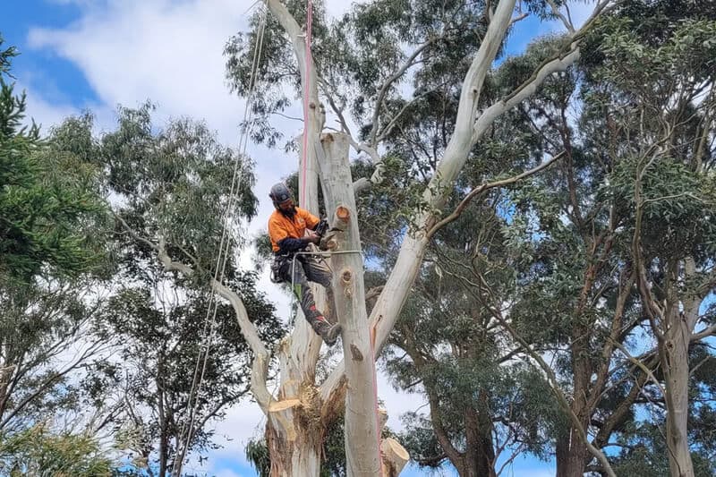 Tree service quotes on the North Shore in 2026.