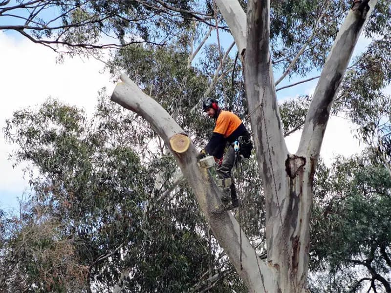 Winter pruning windows for North Shore eucalypts.