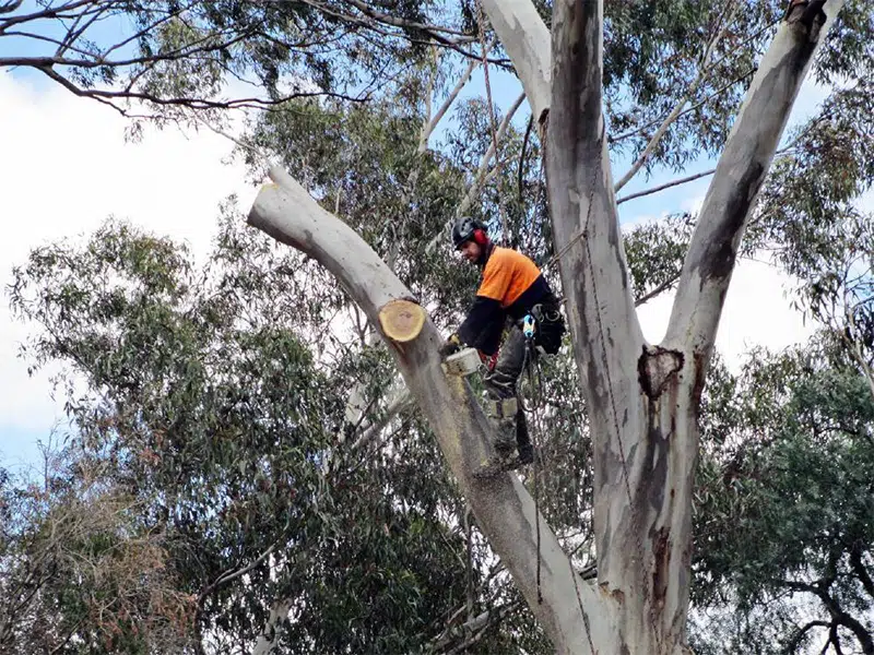 Winter pruning windows for North Shore eucalypts.