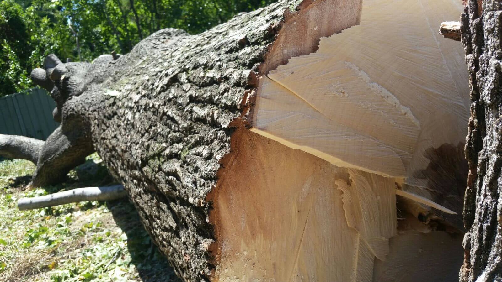 Close-up of a clean sawn face across a large hardwood log — detail of a professional cut