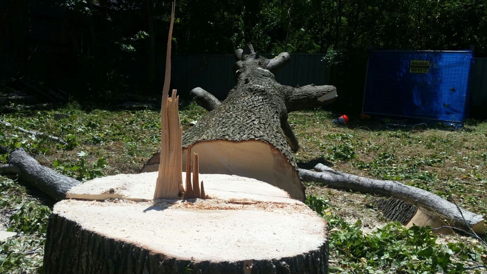 Tree services across Huntleys Cove by John's Tree Services North Shore