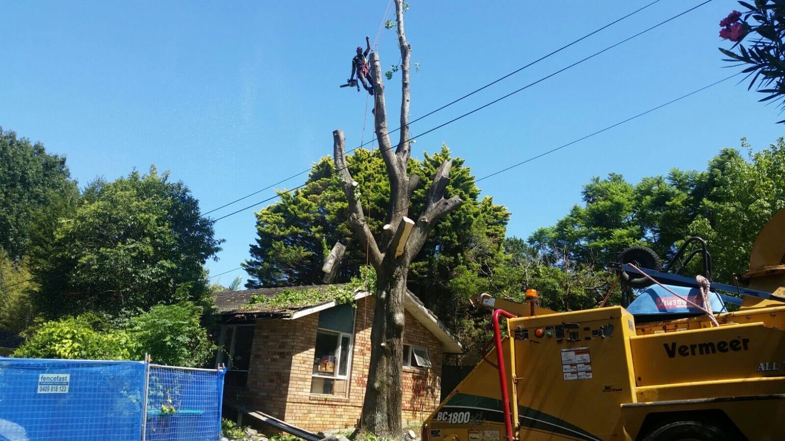 Tree services across Roseville Chase by John's Tree Services North Shore