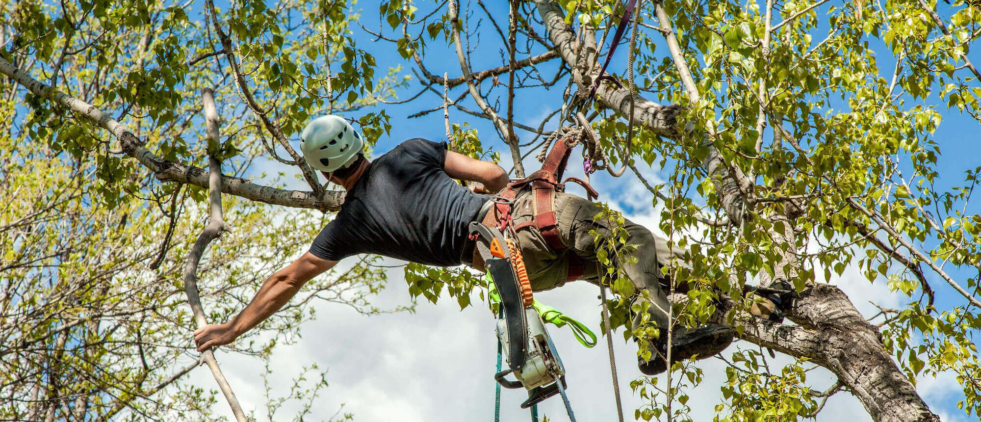 John's Tree Services worker pruning a mature tree