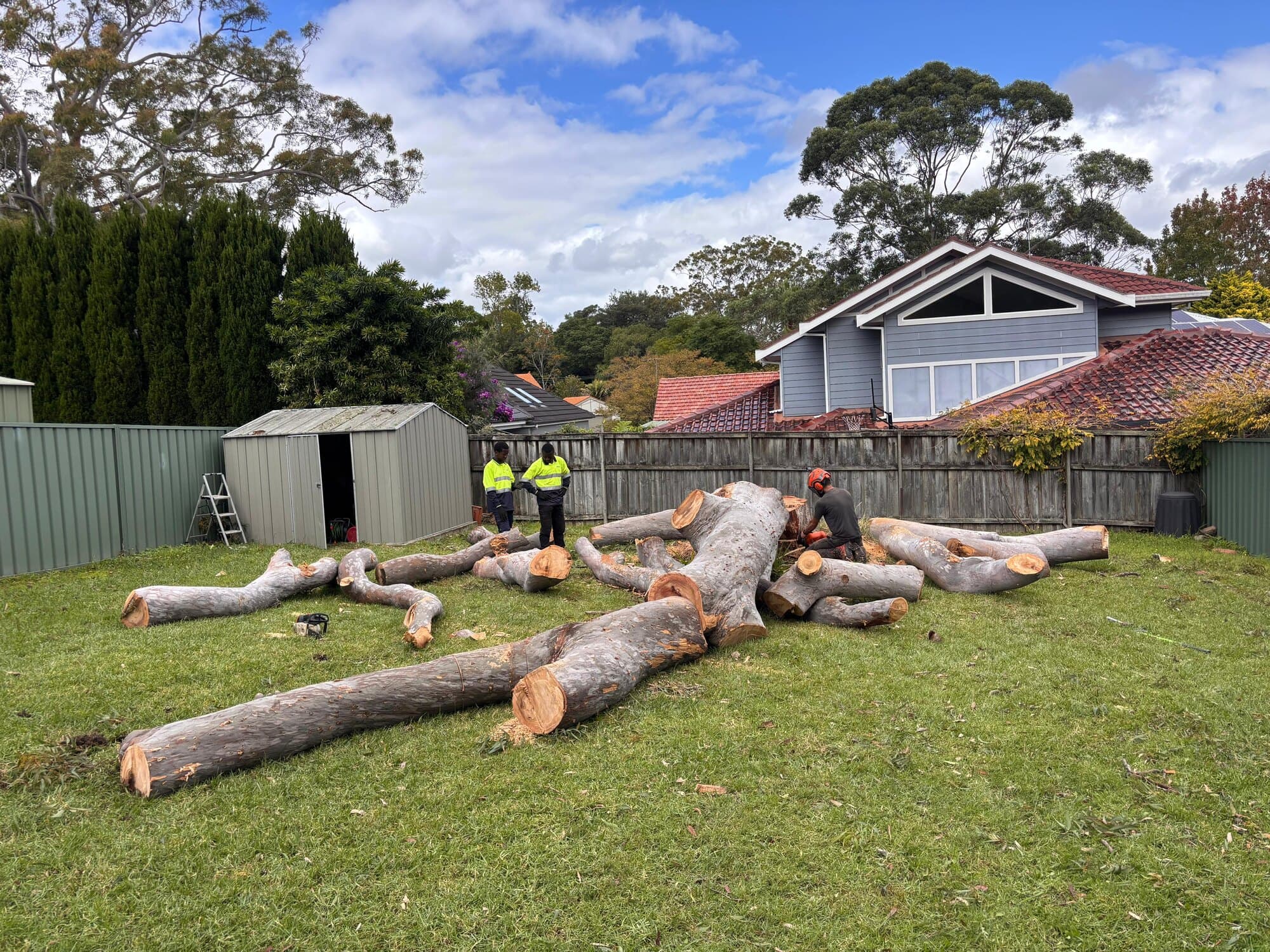 Tree removal crew working around a large sectioned trunk on a Lane Cove residential lawn