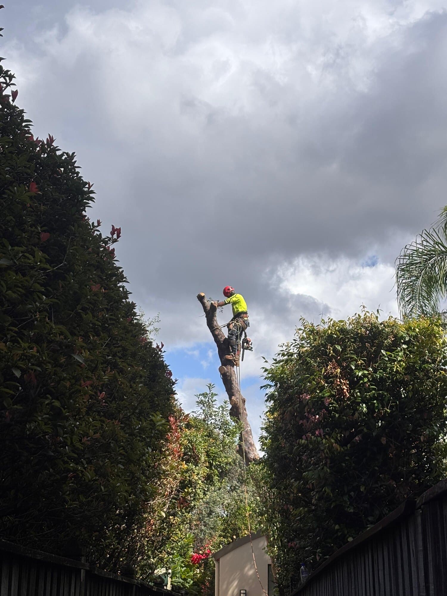 Arborist pruning a tall tree between hedges at a Northwood property