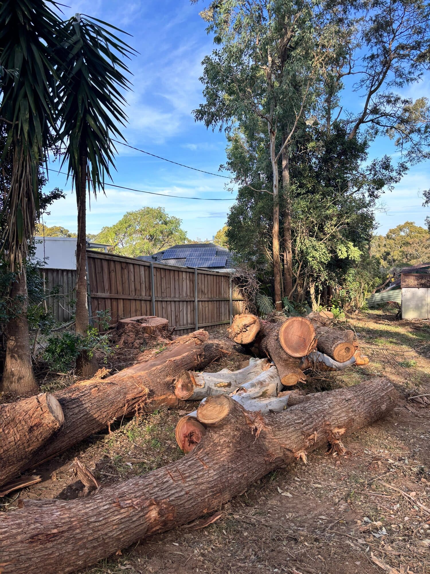 Large trunk sections laid out near boundary fencing after crane-assisted tree removal in Seven Hills