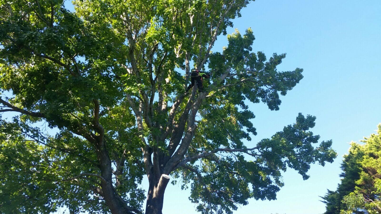 Tree worker planning tree pruning near a home