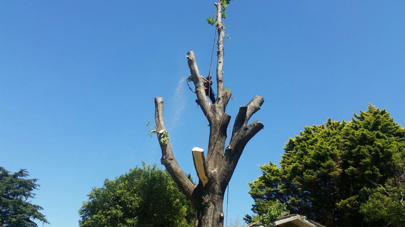 Tree work shown in the John's Tree Services project gallery