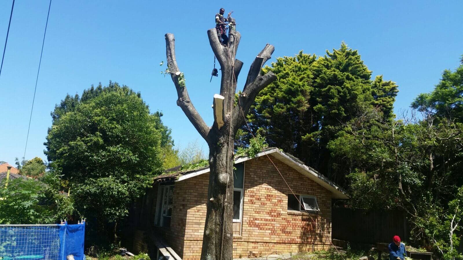 Tree work shown in the John's Tree Services project gallery