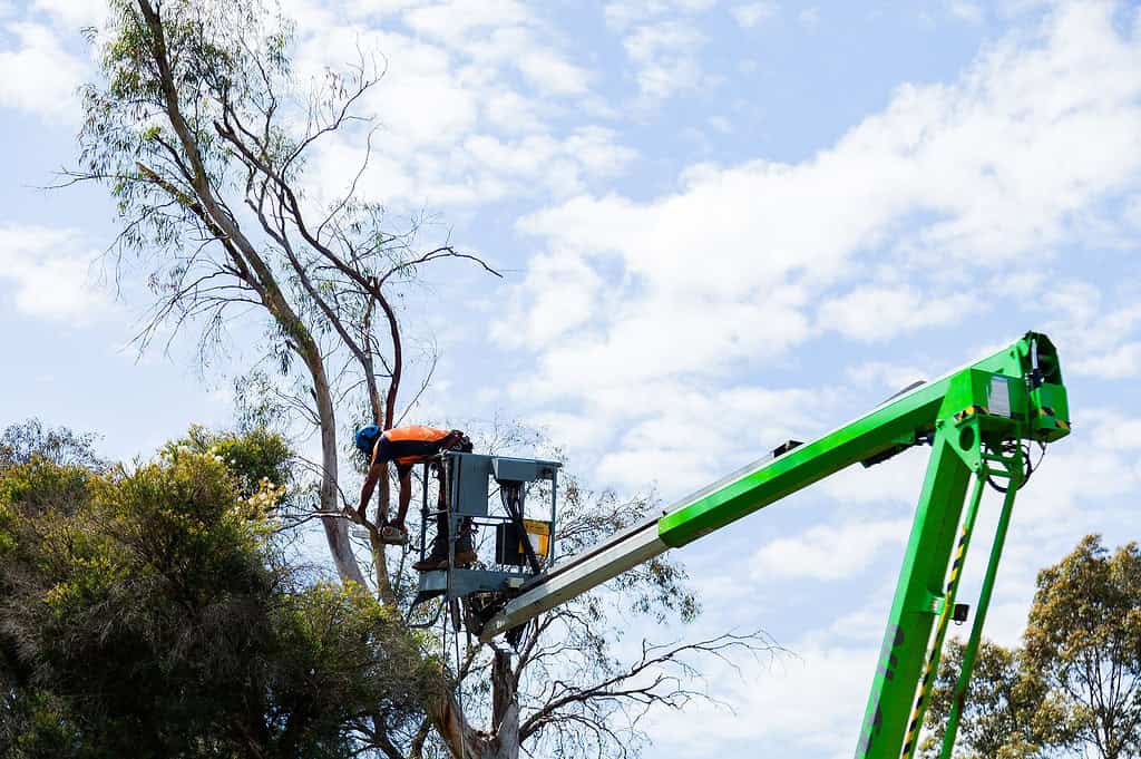 Tree Lopping work by John's Tree Services North Shore