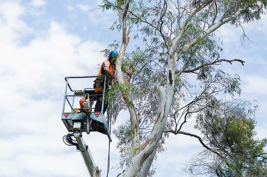 Tree Pruning crew working on a Pennant Hills property