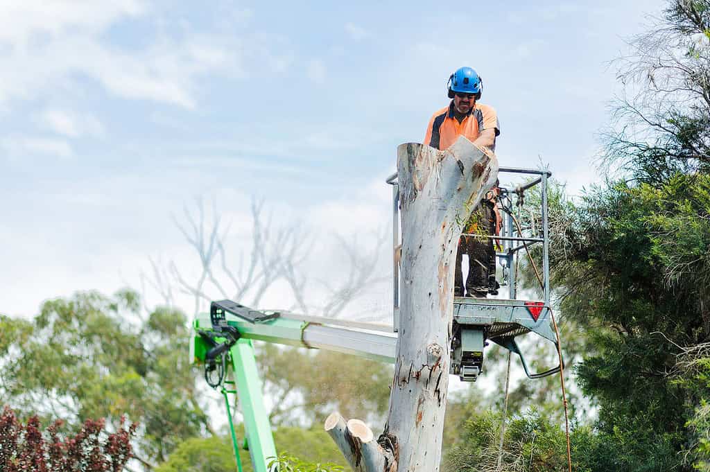 Tree Removal crew working on a East Ryde property
