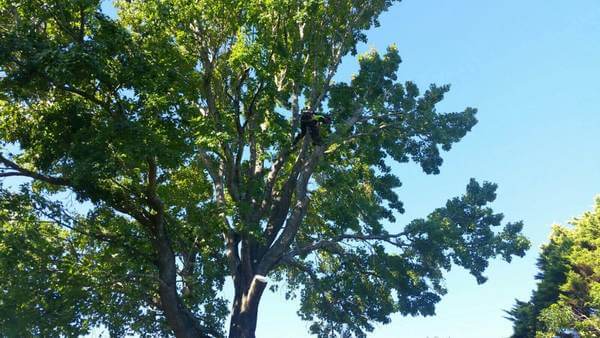 Tree Services Crows Nest