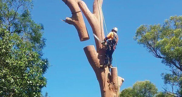 Tree Lopping Services North Shore