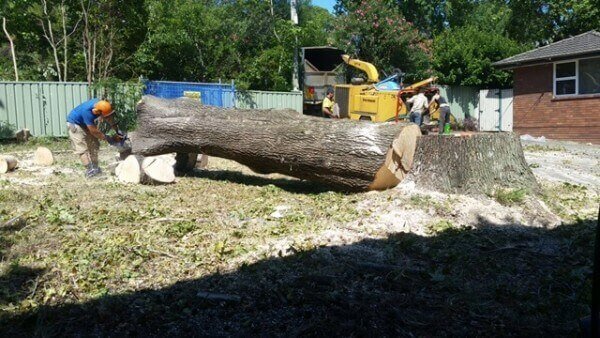 Tree Removal Services North Shore